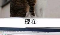黑喵最新爆料新闻,最新爆料新闻背后的惊人真相
