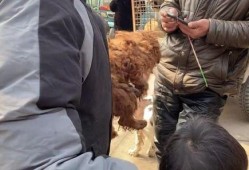 中源果农最新爆料狗哥,狗哥背后的惊人真相